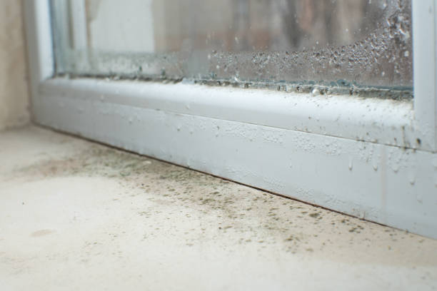 Best Mold Damage Restoration  in Lake Bryan, TX